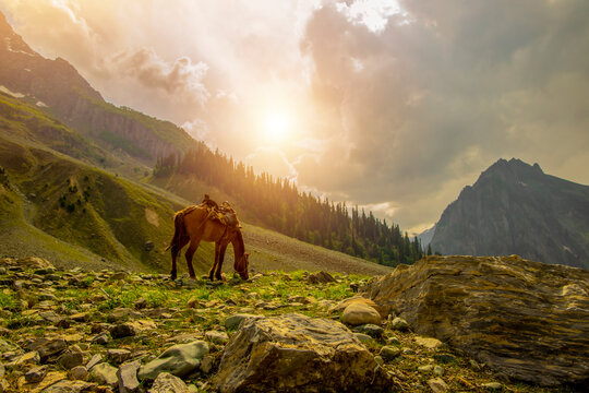 Dreamy Kashmir 5N6D Vacation Package
