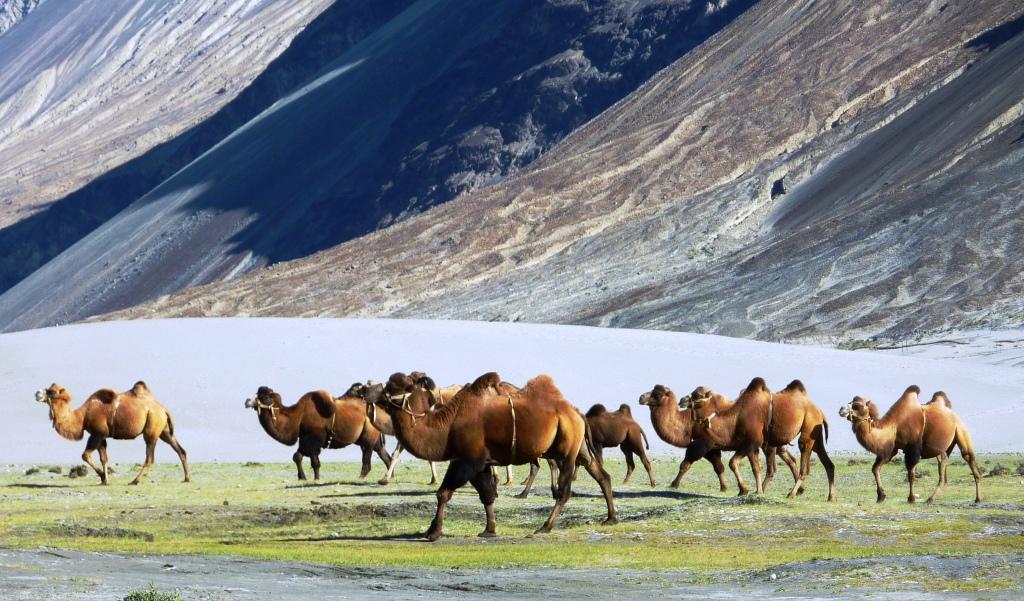 Luxurious Leh Ladakh 6N7D | FREE Inner Line Permits