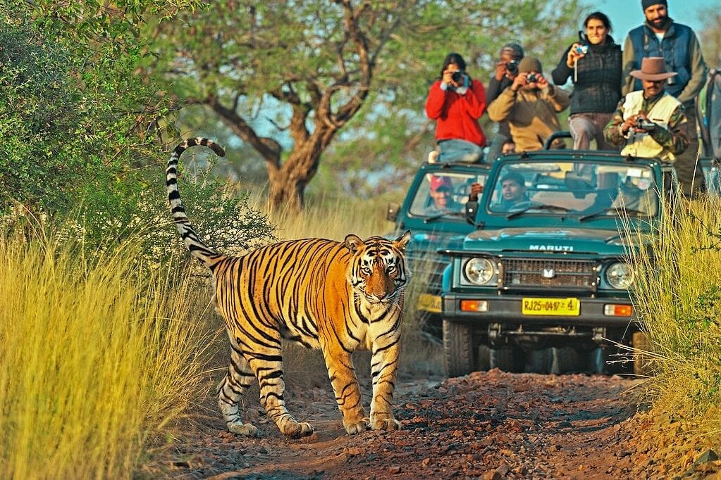Wildlife Adventures in Rajasthan 4N5D Package